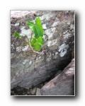 2008-01-09 Chapada (61) plant growing in the rock